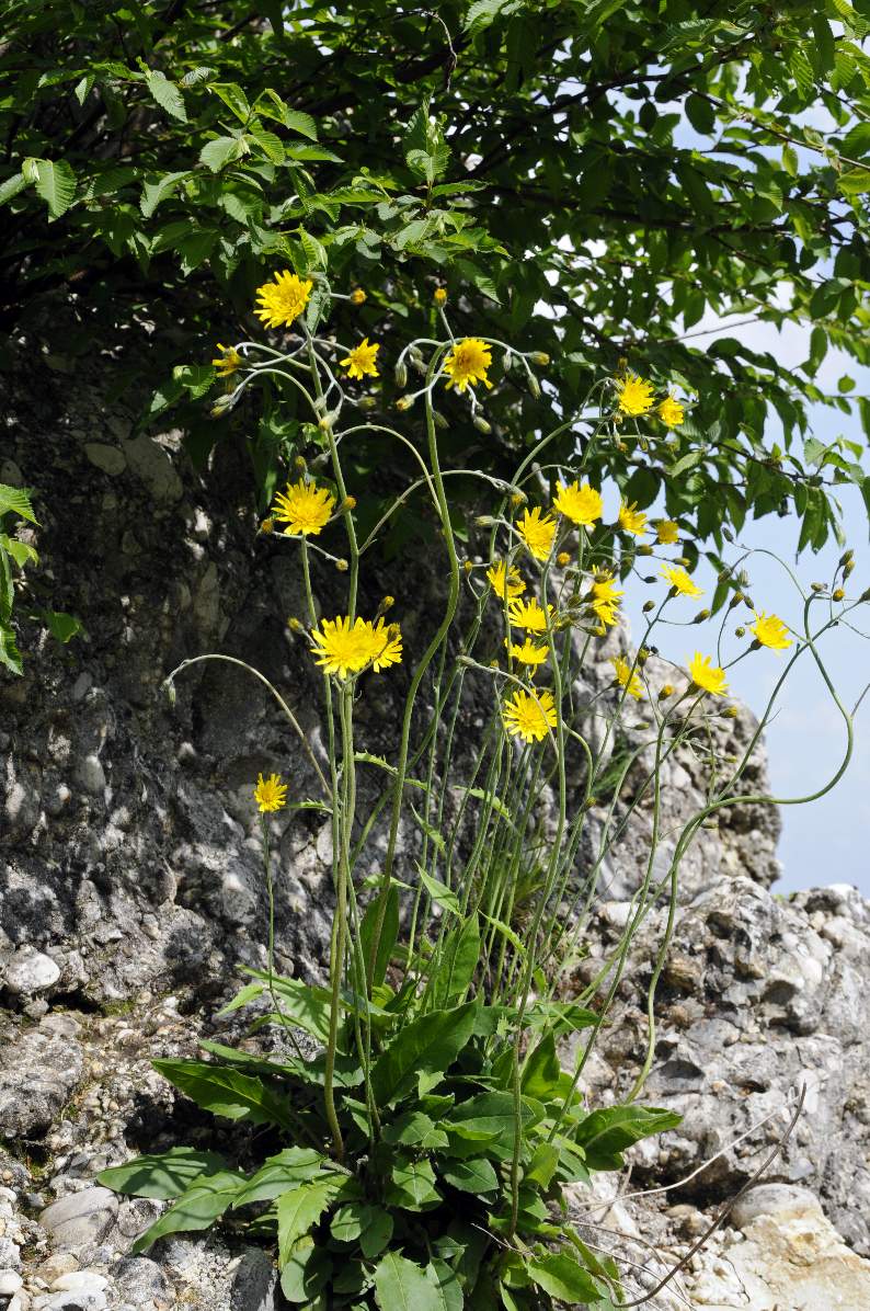 Fiore da identificare - Hieracium sp.